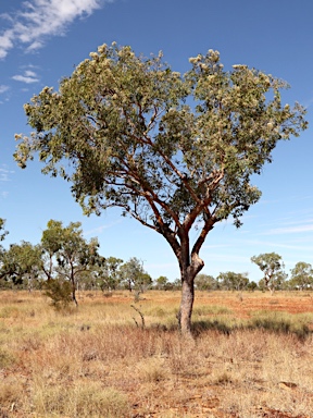 APII jpeg image of Corymbia terminalis  © contact APII