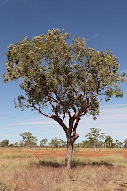 APII jpeg image of Corymbia terminalis  © contact APII