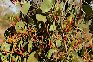 APII jpeg image of Lysiana spathulata subsp. parvifolia  © contact APII