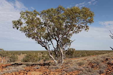 APII jpeg image of Eucalyptus leucophloia  © contact APII