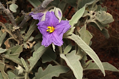 APII jpeg image of Solanum succosum  © contact APII