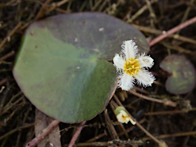 APII jpeg image of Nymphoides indica  © contact APII