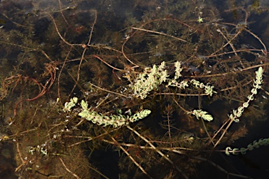 APII jpeg image of Myriophyllum verrucosum  © contact APII