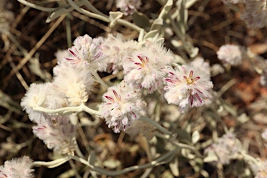 APII jpeg image of Ptilotus obovatus  © contact APII