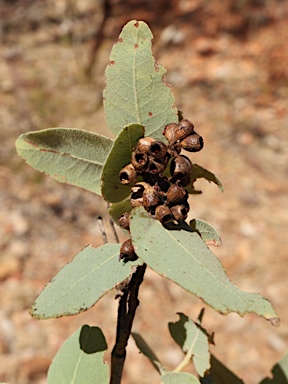 APII jpeg image of Corymbia aspera  © contact APII