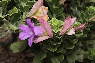 APII jpeg image of Eremophila cuneifolia  © contact APII