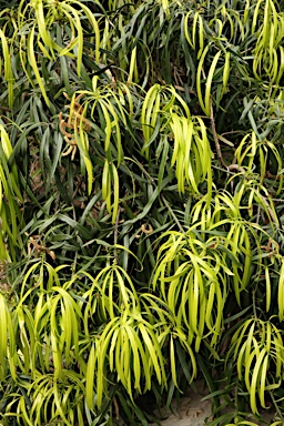 APII jpeg image of Podocarpus grayae  © contact APII