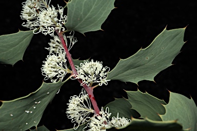 APII jpeg image of Hakea cristata  © contact APII