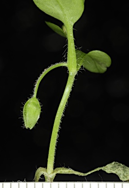 APII jpeg image of Stellaria media  © contact APII