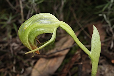 APII jpeg image of Pterostylis nutans  © contact APII