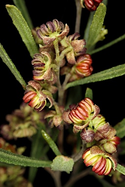 APII jpeg image of Dodonaea viscosa subsp. angustifolia  © contact APII