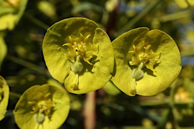 APII jpeg image of Euphorbia characias subsp. wulfenii  © contact APII