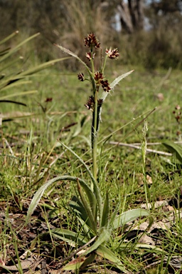 APII jpeg image of Luzula flaccida  © contact APII