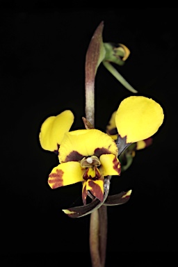 APII jpeg image of Diuris pardina  © contact APII