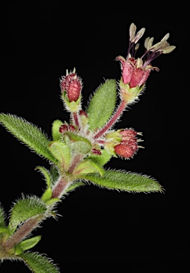 APII jpeg image of Pomax umbellata  © contact APII