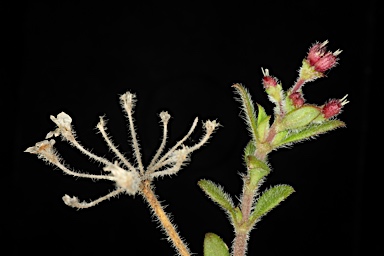 APII jpeg image of Pomax umbellata  © contact APII