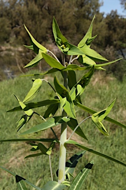 APII jpeg image of Euphorbia lathyris  © contact APII