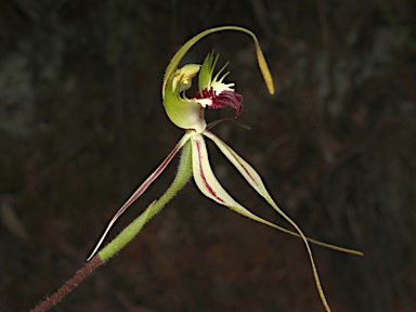 APII jpeg image of Caladenia atrovespa  © contact APII