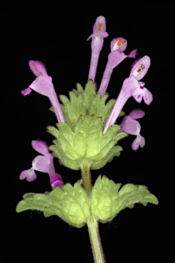 APII jpeg image of Lamium amplexicaule  © contact APII