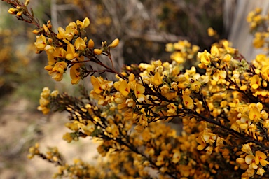 APII jpeg image of Pultenaea altissima  © contact APII