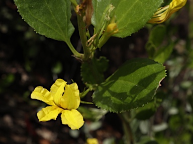 APII jpeg image of Goodenia ovata  © contact APII