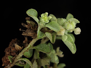 APII jpeg image of Chenopodium desertorum subsp. microphyllum  © contact APII