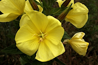 APII jpeg image of Oenothera glazioviana  © contact APII