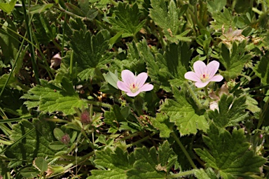 APII jpeg image of Geranium antrorsum  © contact APII