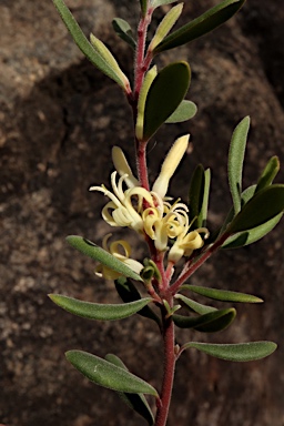 APII jpeg image of Persoonia subvelutina  © contact APII