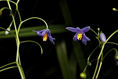 APII jpeg image of Dianella brevipedunculata  © contact APII