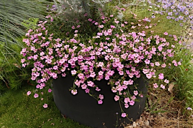 APII jpeg image of Scaevola striata 'Pink Perfection'  © contact APII