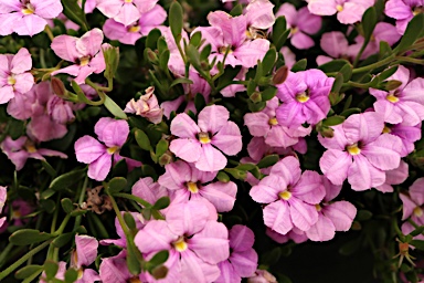 APII jpeg image of Scaevola striata 'Pink Perfection'  © contact APII