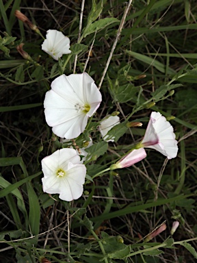 APII jpeg image of Convolvulus arvensis  © contact APII