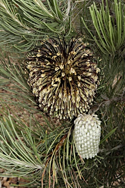 APII jpeg image of Banksia lanata  © contact APII