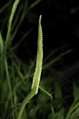 APII jpeg image of Ophioglossum reticulatum  © contact APII