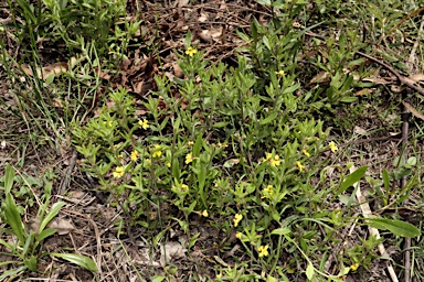 APII jpeg image of Goodenia heterophylla subsp. montana  © contact APII