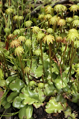 APII jpeg image of Marchantia berteroana  © contact APII