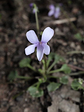 APII jpeg image of Viola silicestris  © contact APII