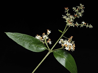 APII jpeg image of Ligustrum australianum  © contact APII