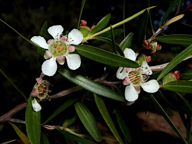 APII jpeg image of Leptospermum petersonii  © contact APII