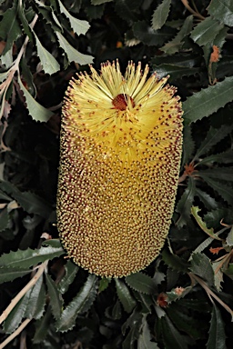 APII jpeg image of Banksia media  © contact APII