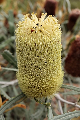 APII jpeg image of Banksia pilostylis  © contact APII