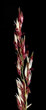 APII jpeg image of Sorghum halepense  © contact APII