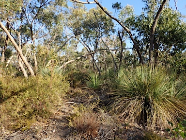 APII jpeg image of Xanthorrhoea semiplana  © contact APII