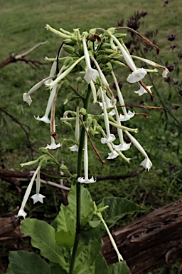 APII jpeg image of Nicotiana sylvestris  © contact APII