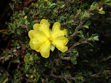 APII jpeg image of Hibbertia monogyna  © contact APII