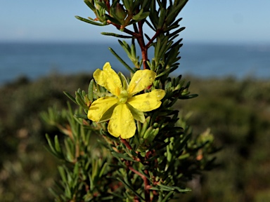 APII jpeg image of Hibbertia stricta  © contact APII