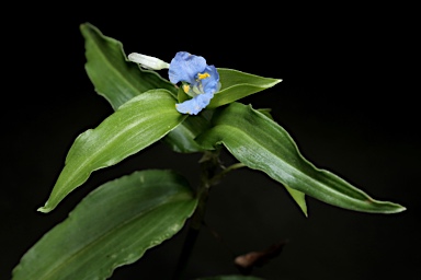 APII jpeg image of Commelina cyanea  © contact APII