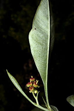 APII jpeg image of Dodonaea viscosa subsp. burmanniana  © contact APII