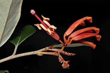 APII jpeg image of Grevillea oxyantha subsp. oxyantha  © contact APII